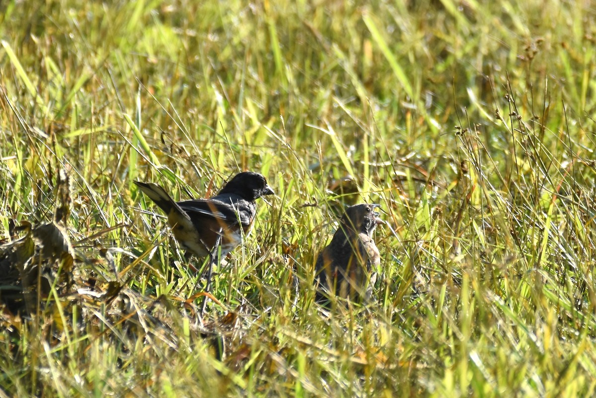 ワキアカトウヒチョウ - ML362109871