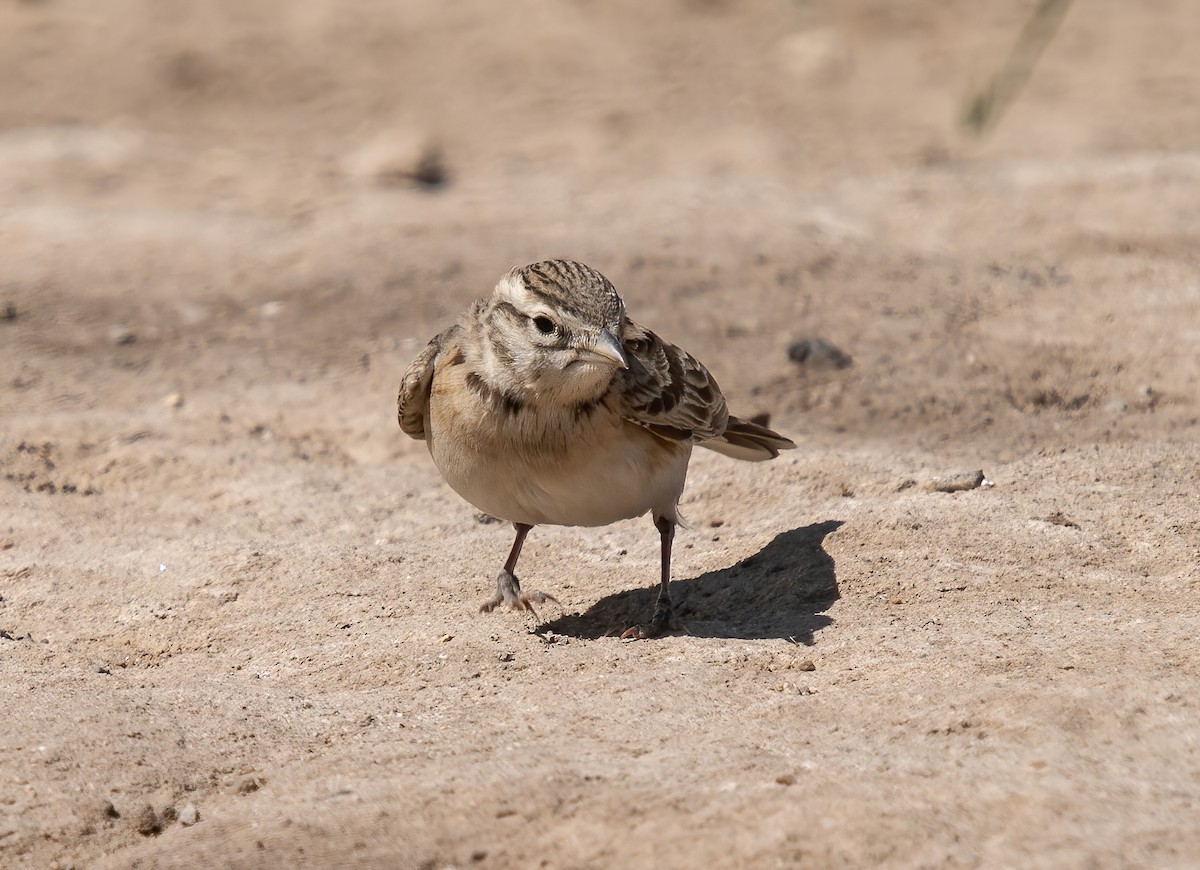 Greater/Mongolian Short-toed Lark - Gombobaatar Sundev