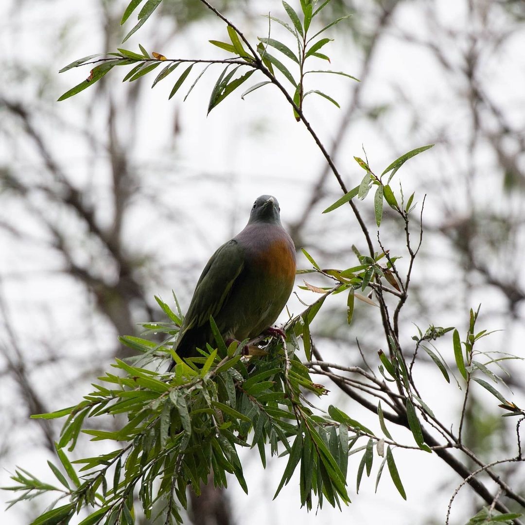 Pink-necked Green-Pigeon - ML362110701