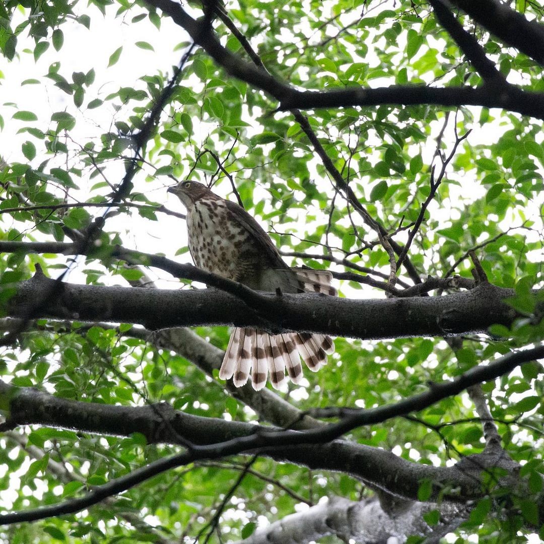 Crested Goshawk - ML362110791