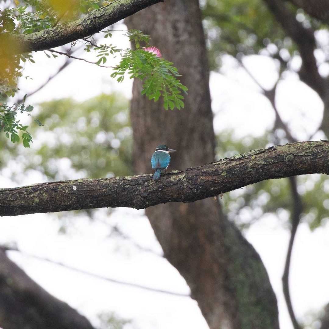 Collared Kingfisher - ML362110811