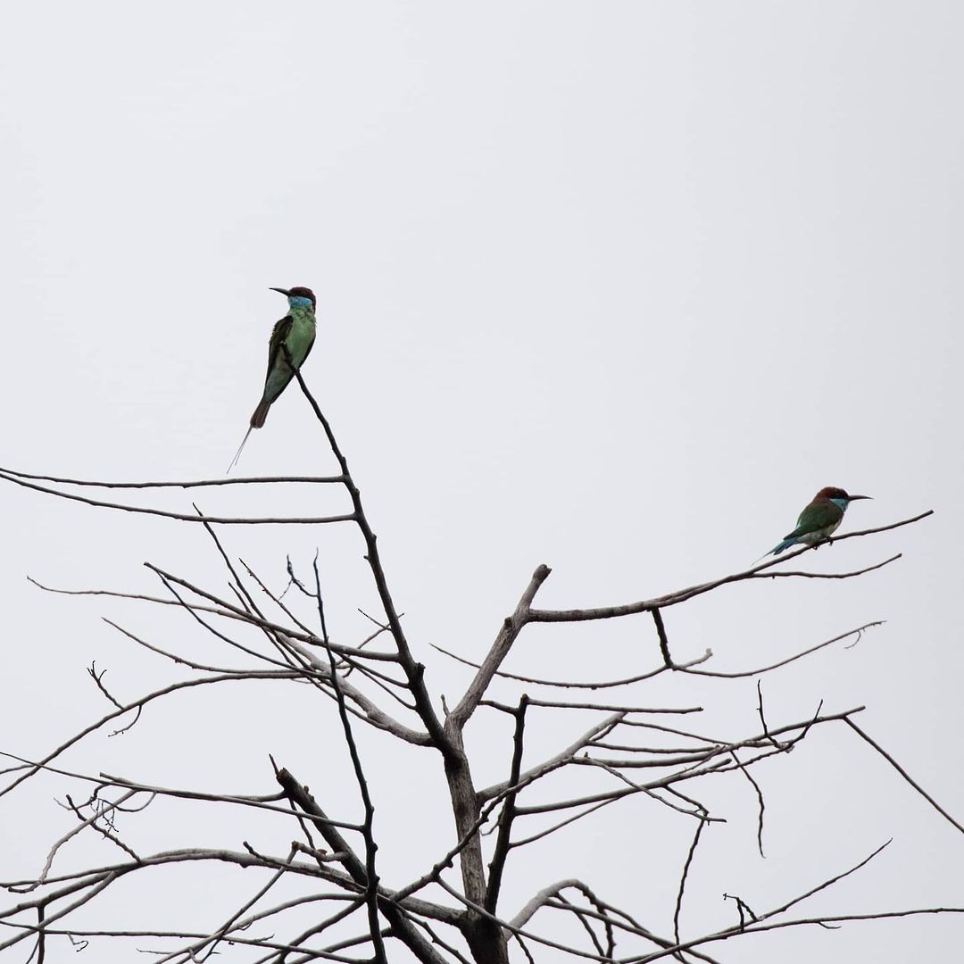 Blue-throated Bee-eater - ML362110821