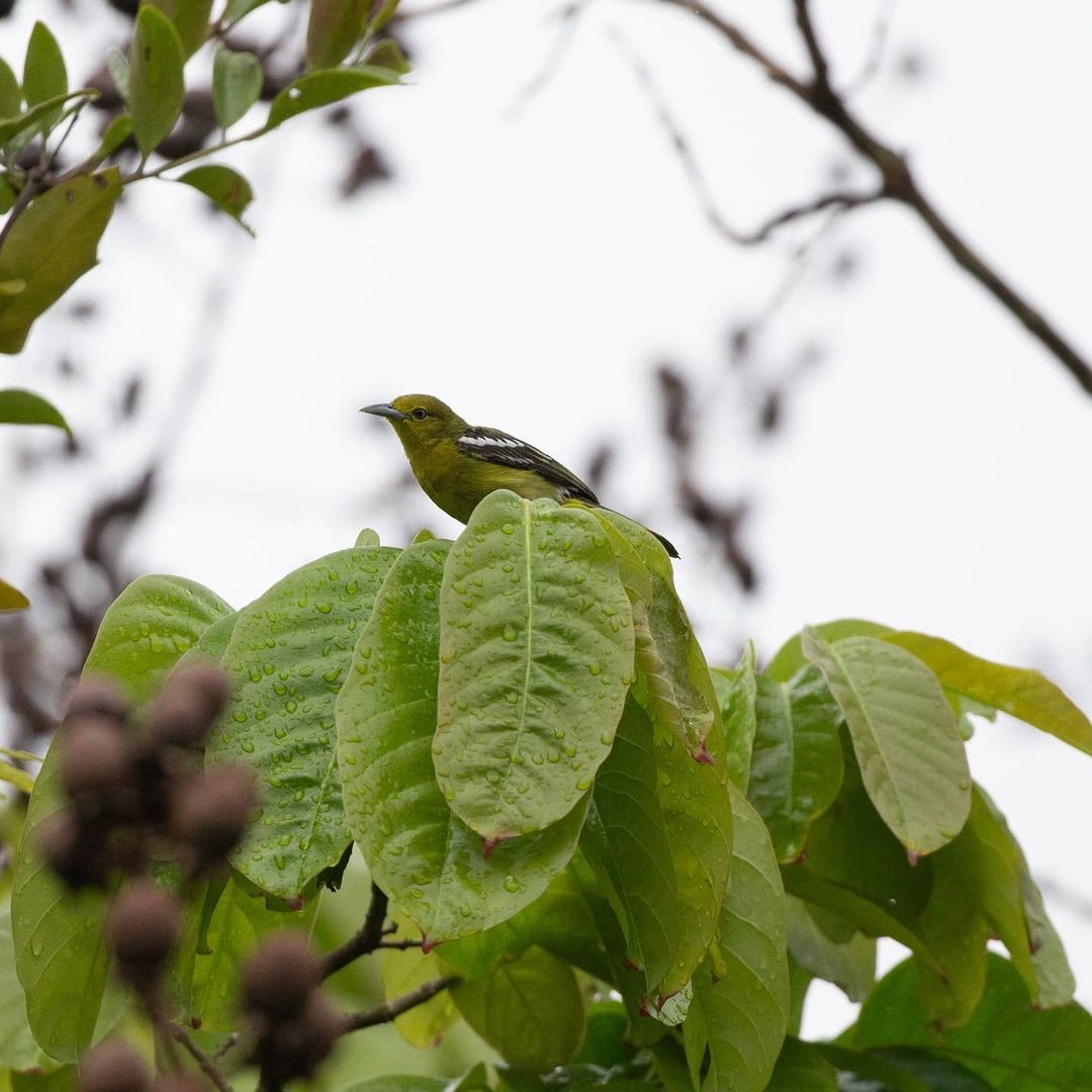 Common Iora - ML362110831