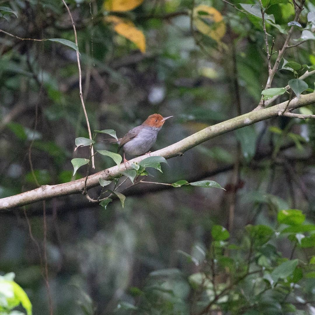 Ashy Tailorbird - ML362110861