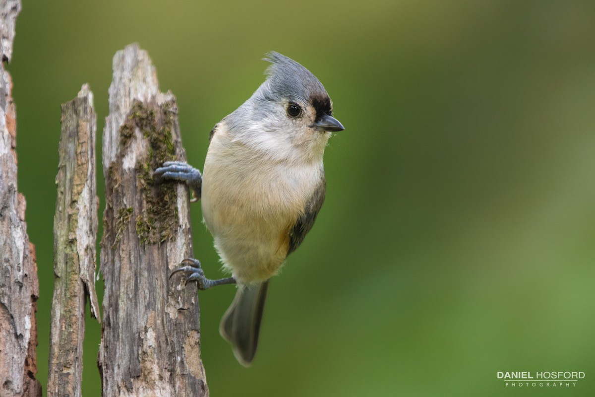 Tufted Titmouse - ML36211091