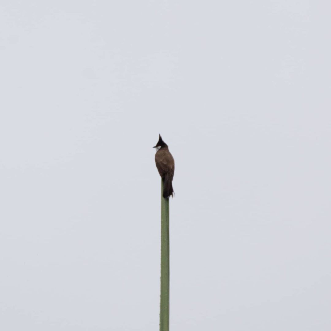 Red-whiskered Bulbul - ML362110911