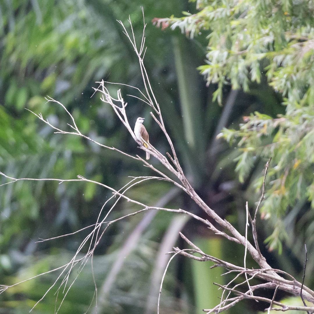 Yellow-vented Bulbul - ML362110981