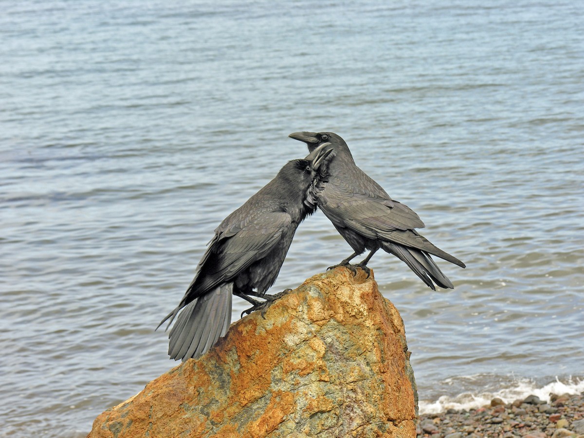 Common Raven - ML362111301