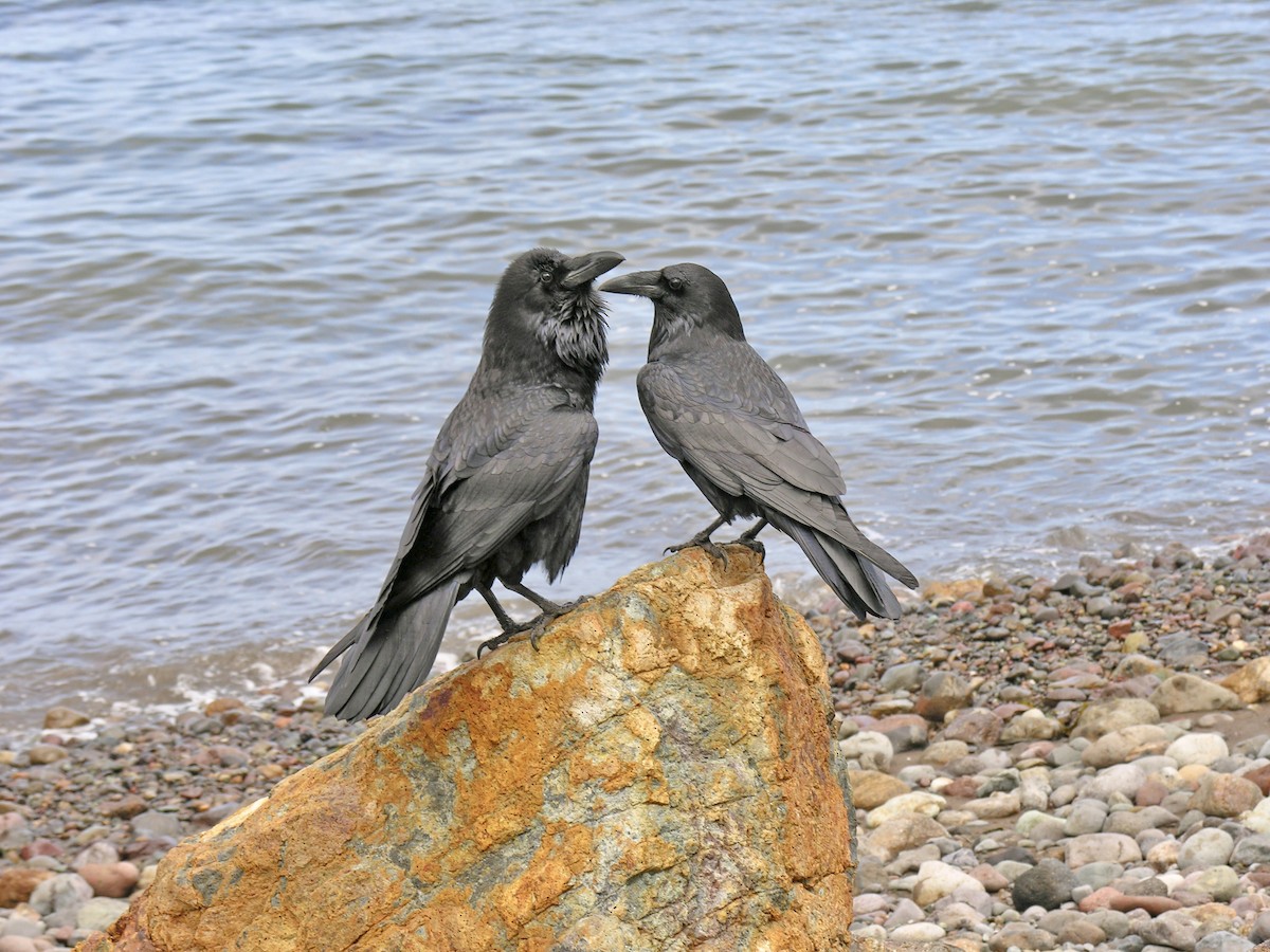 Common Raven - ML362111311