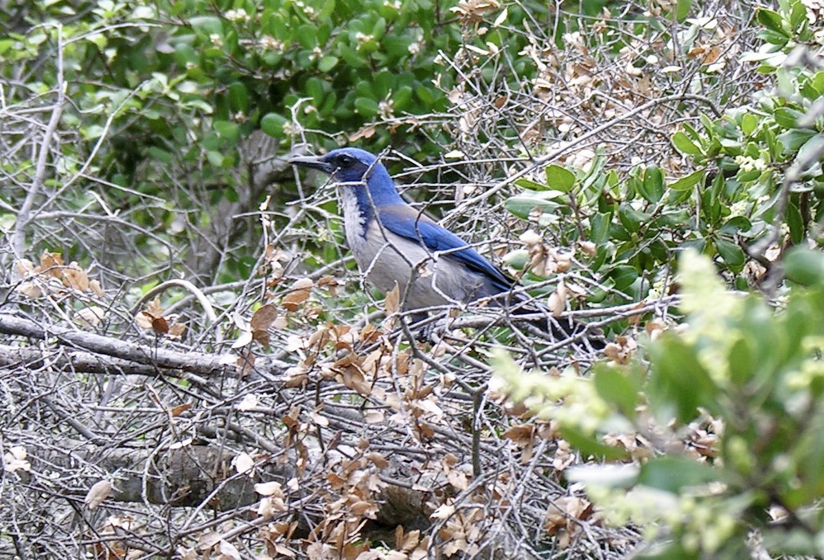 Island Scrub-Jay - Jim Goehring