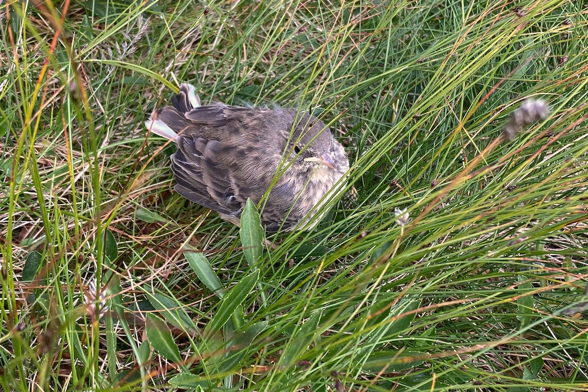 Water Pipit - ML362114161