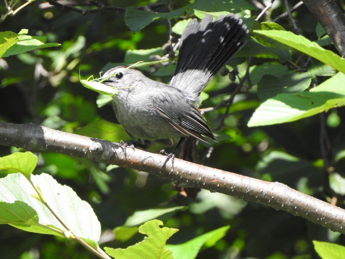 Gray Catbird - ML362114481