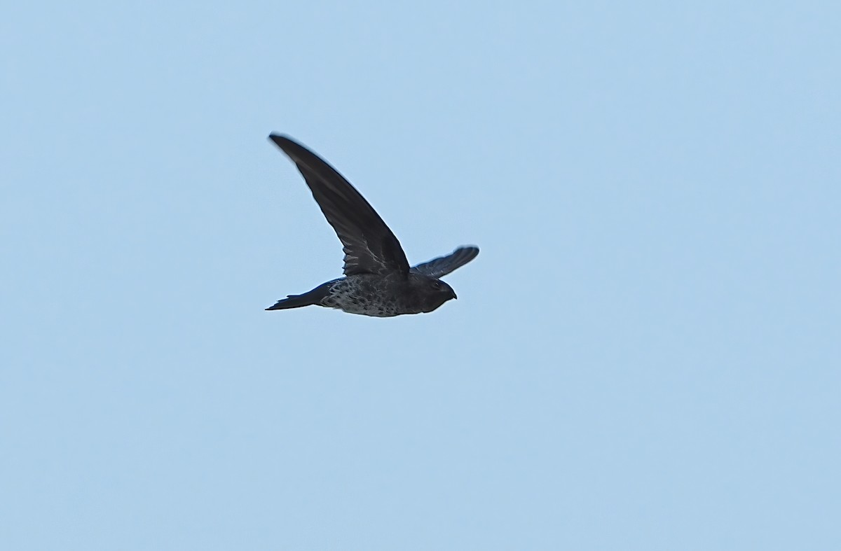 Gray-rumped Swiftlet - Robert Hutchinson