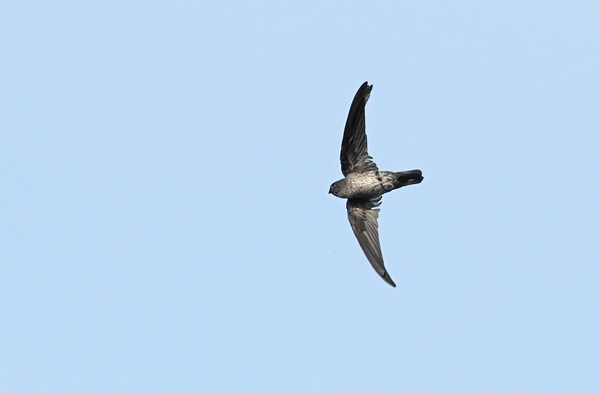 Gray-rumped Swiftlet - Robert Hutchinson