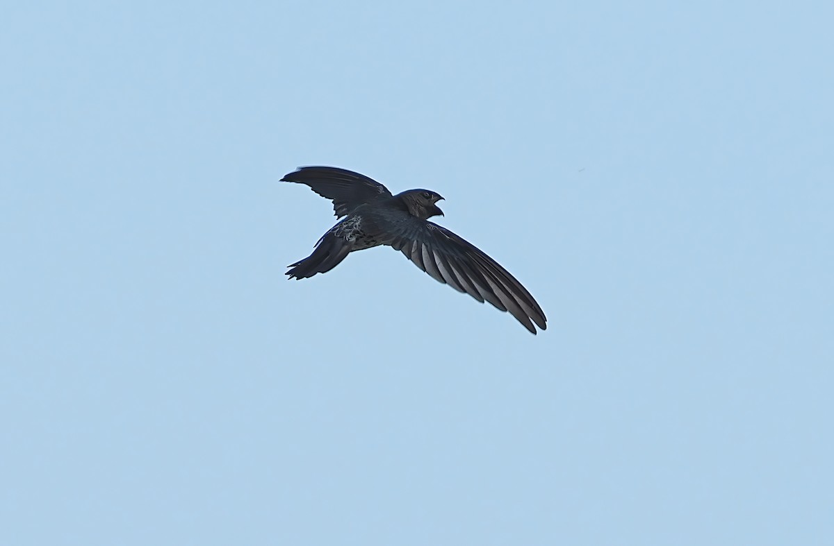 Gray-rumped Swiftlet - Robert Hutchinson