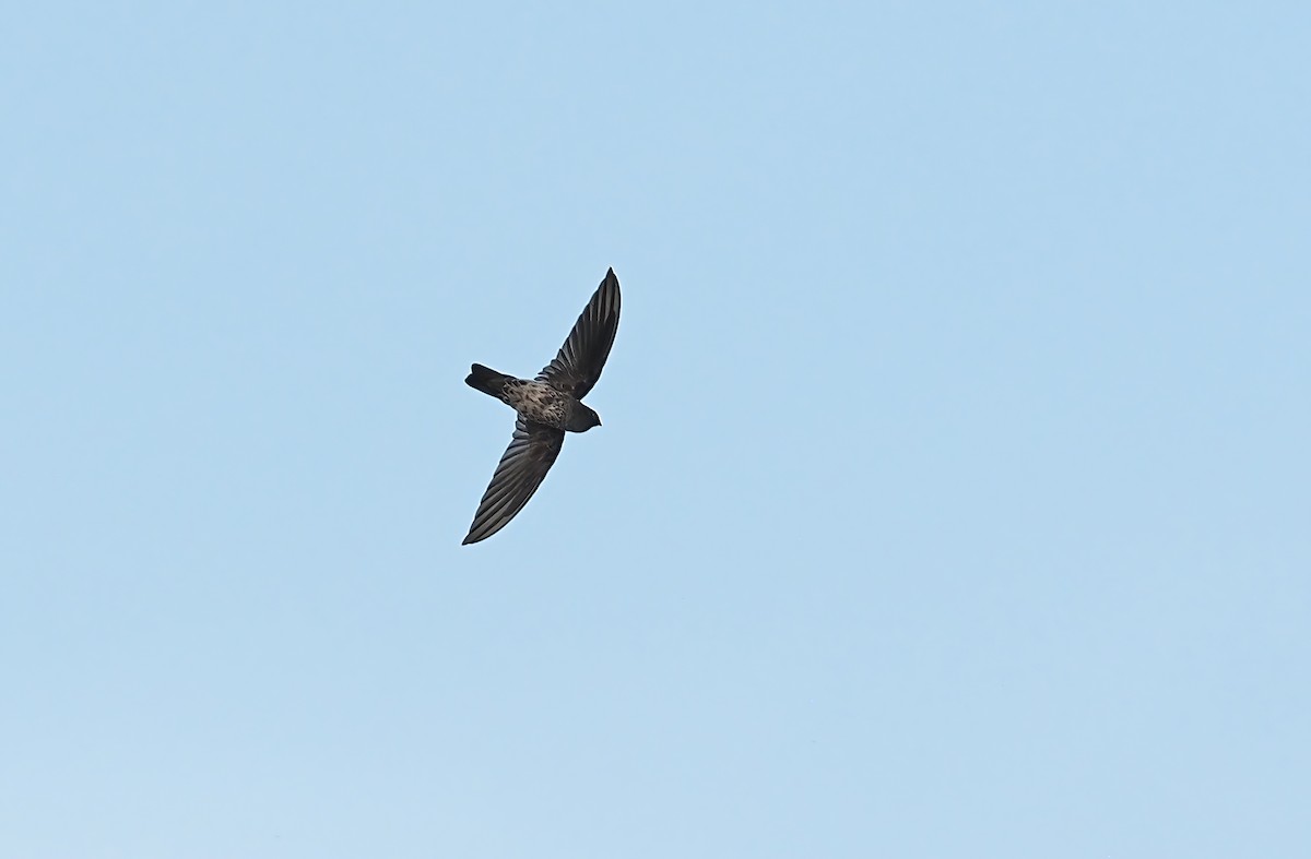 Gray-rumped Swiftlet - Robert Hutchinson