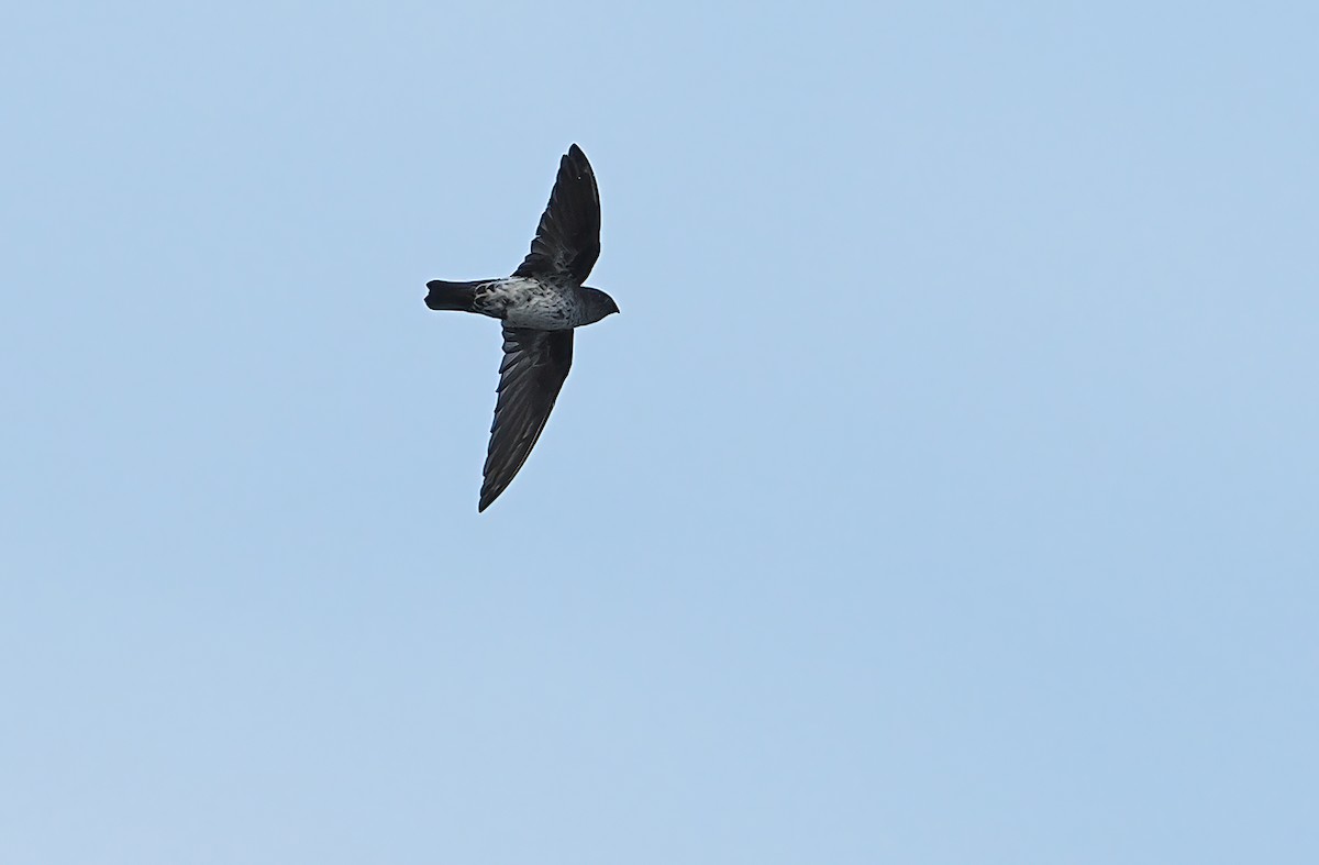 Gray-rumped Swiftlet - Robert Hutchinson