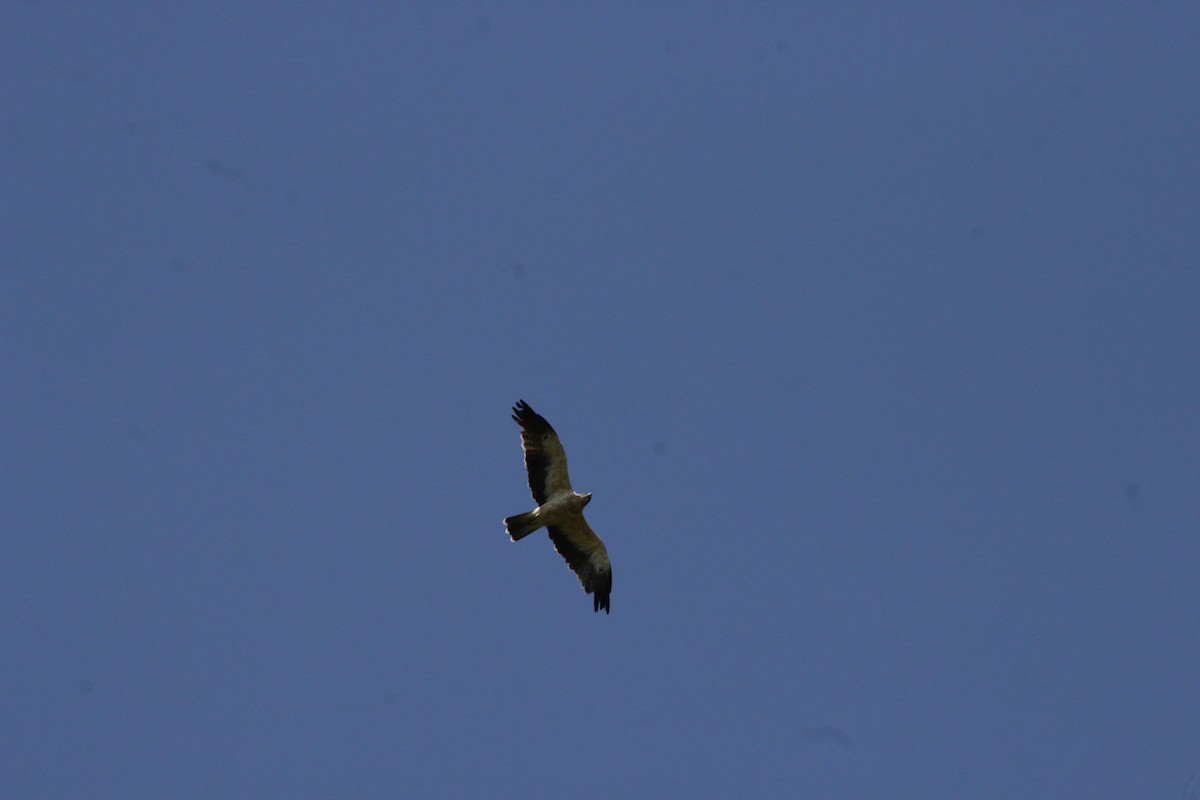 Booted Eagle - ML362117711