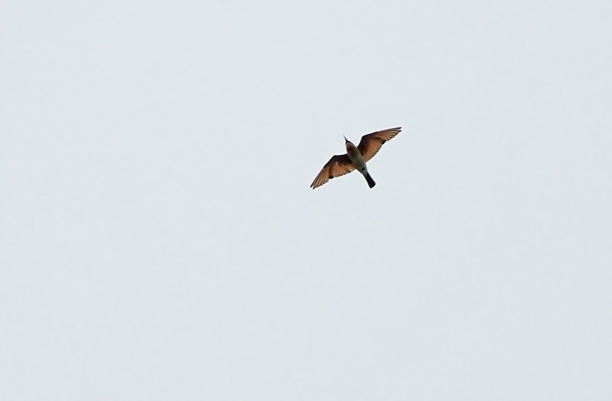 Blue-tailed Bee-eater - Robert Hutchinson