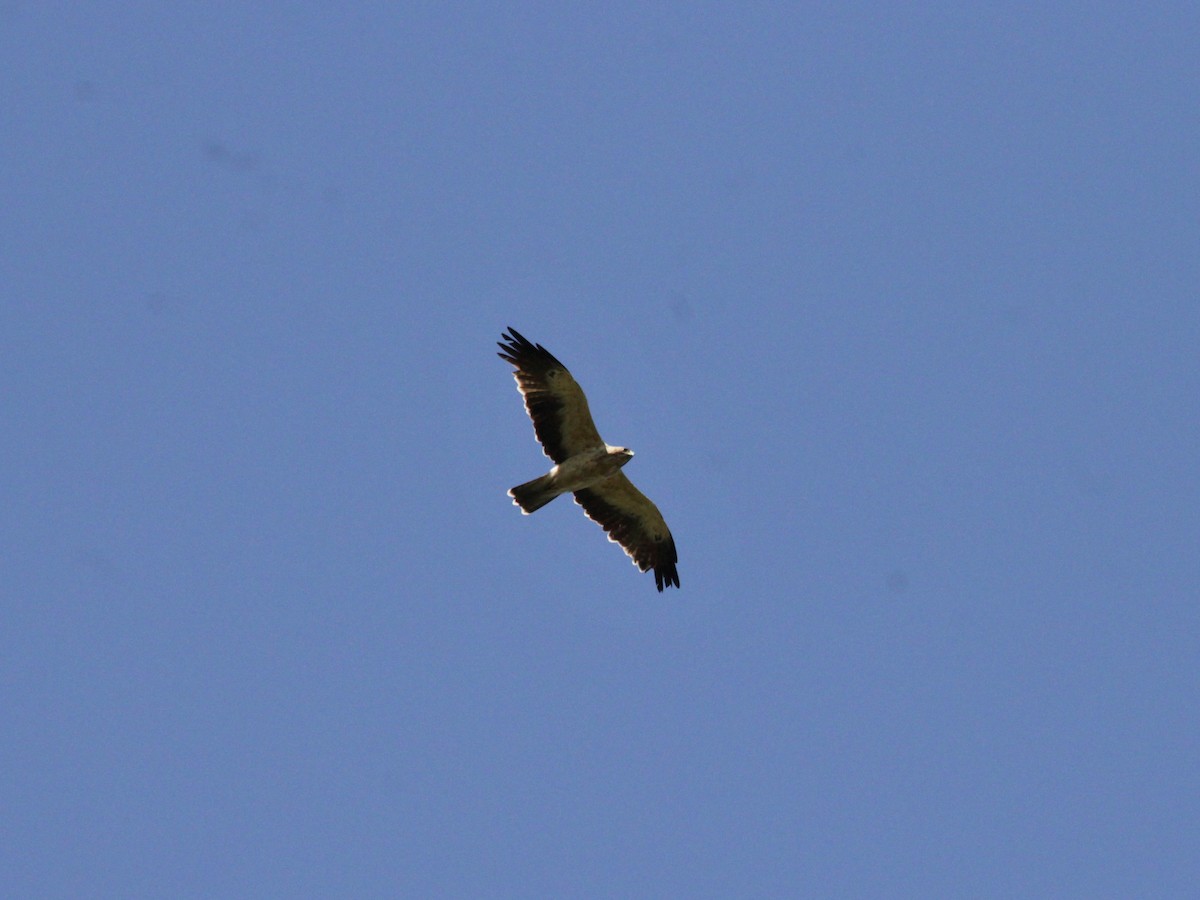 Booted Eagle - ML362118461