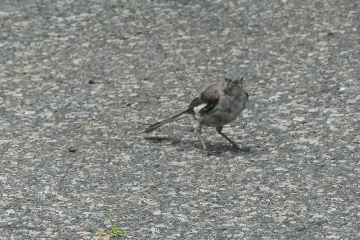 Northern Mockingbird - ML362118761