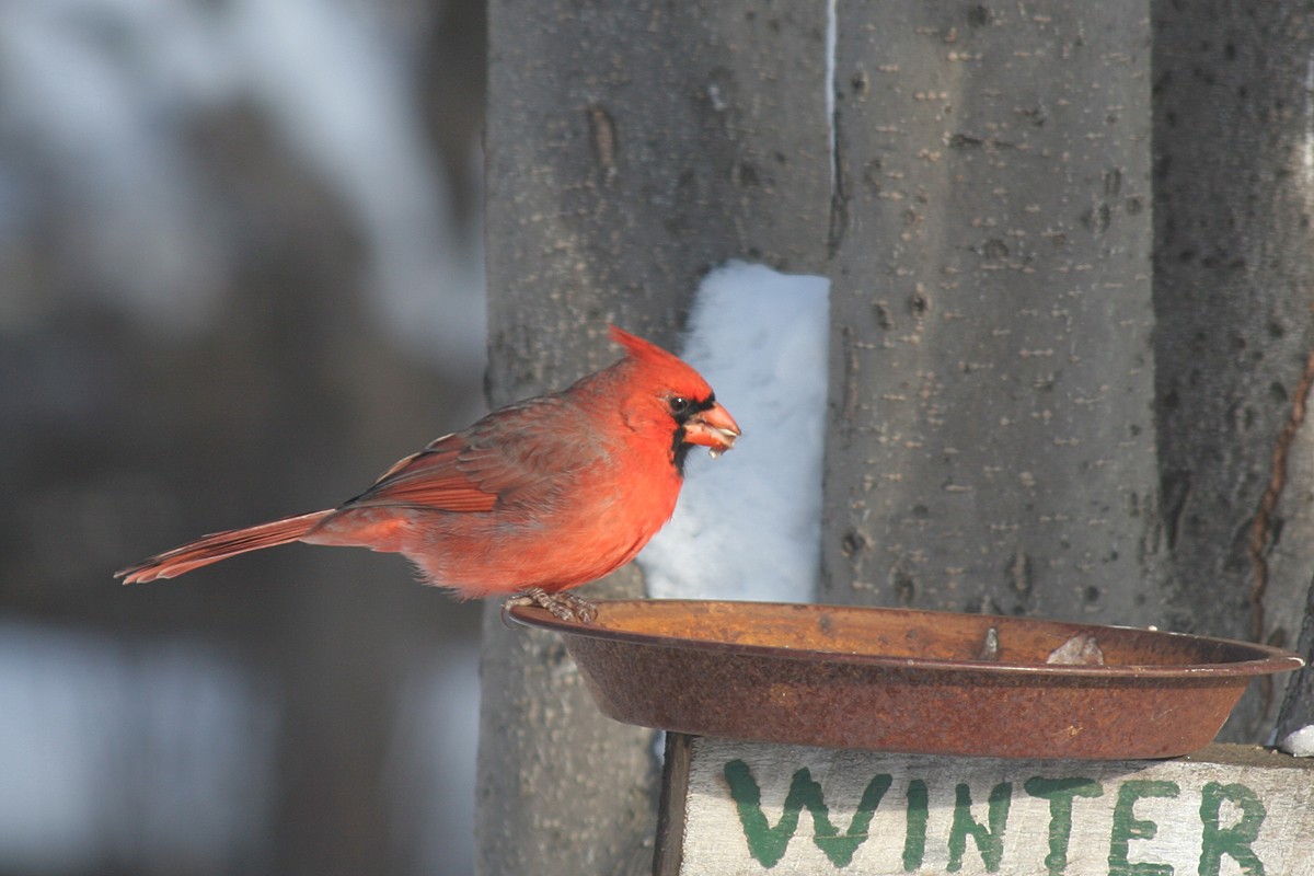 Northern Cardinal - ML36211901