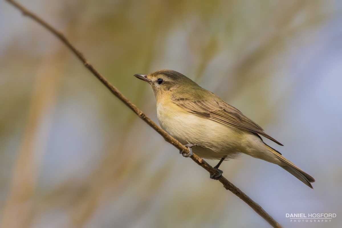 Sängervireo - ML36211961