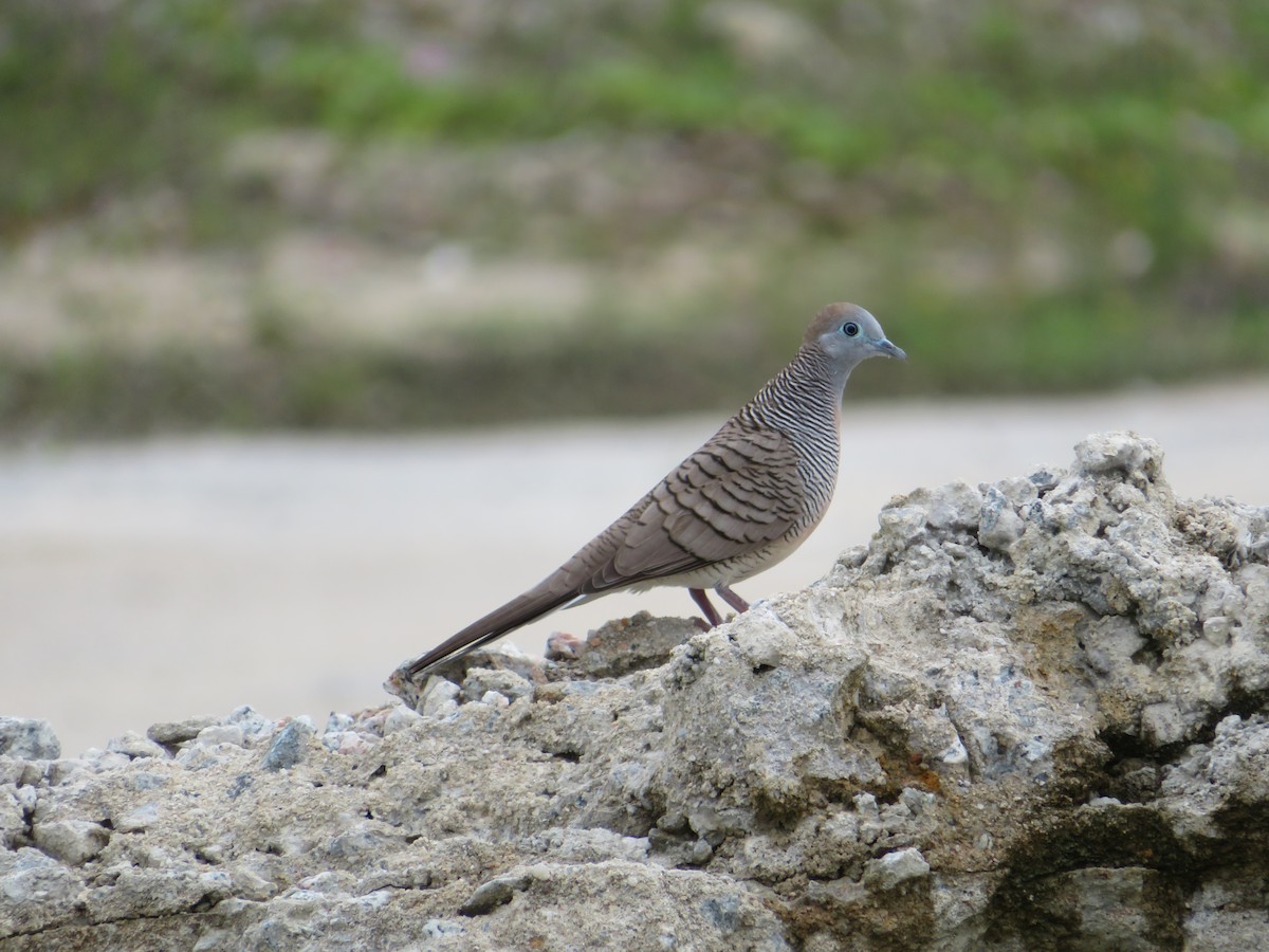 Zebra Dove - ML362120701