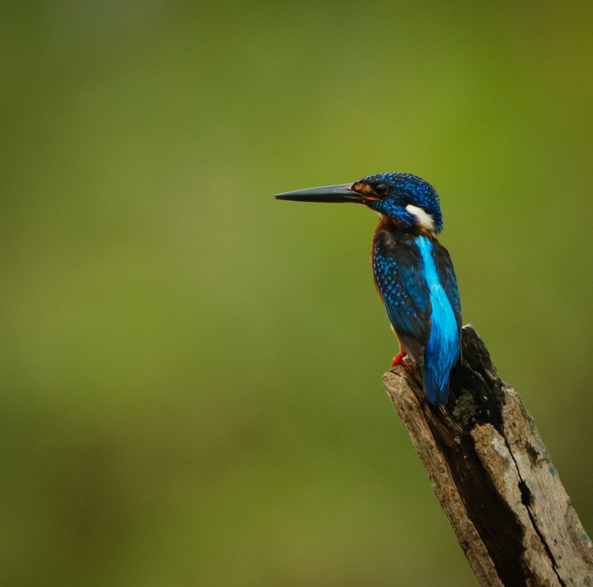 Blue-eared Kingfisher - Aldrich Franklin
