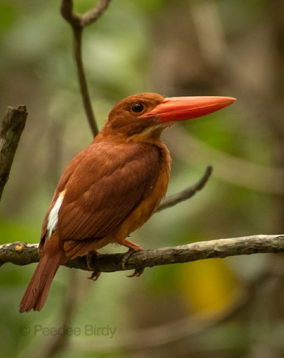 Ruddy Kingfisher - ML362121281