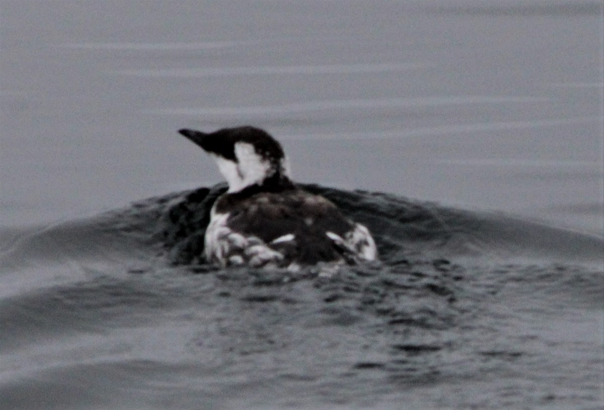 Guillemot marmette - ML362121781