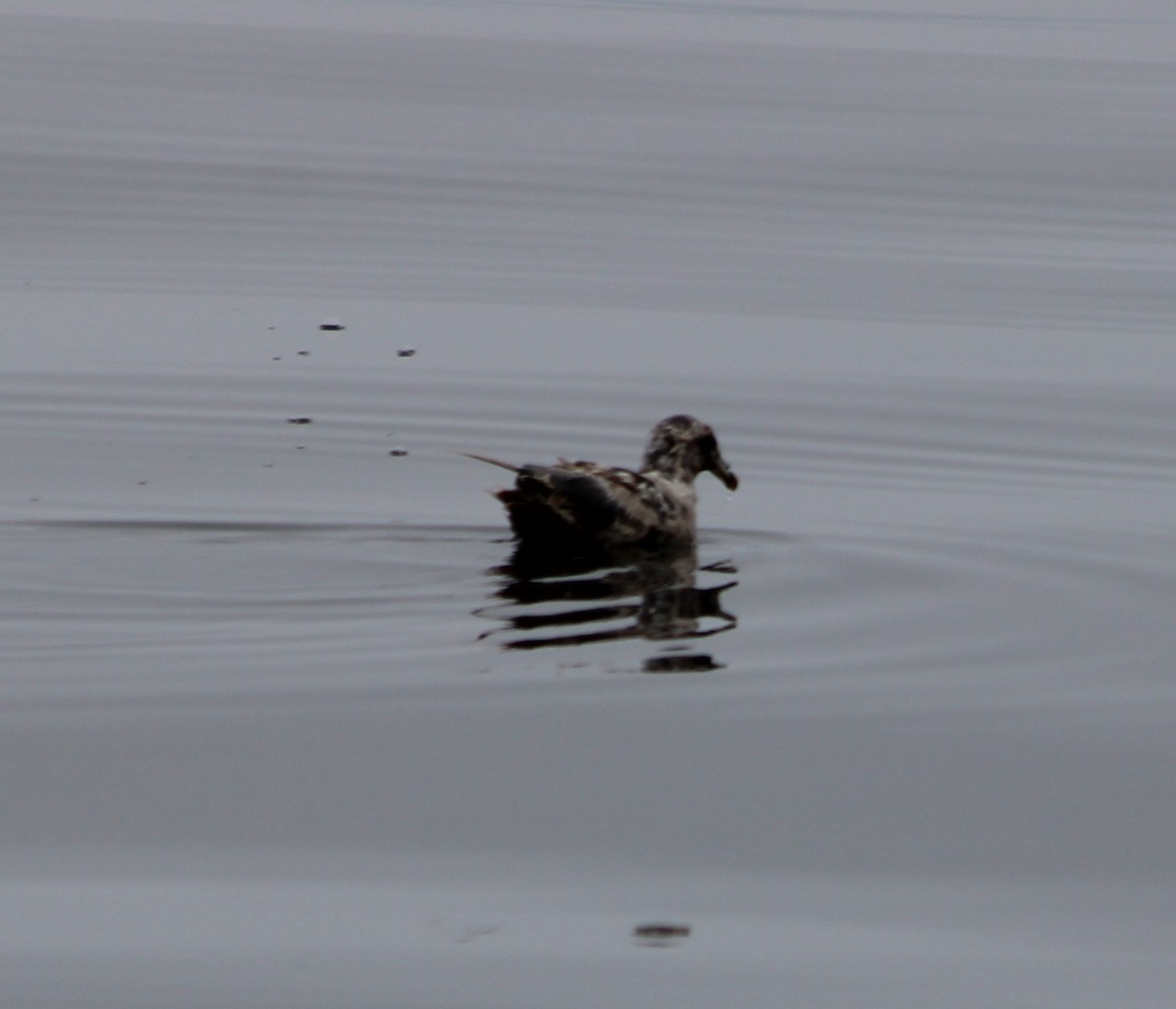 Fulmar Boreal - ML362121981