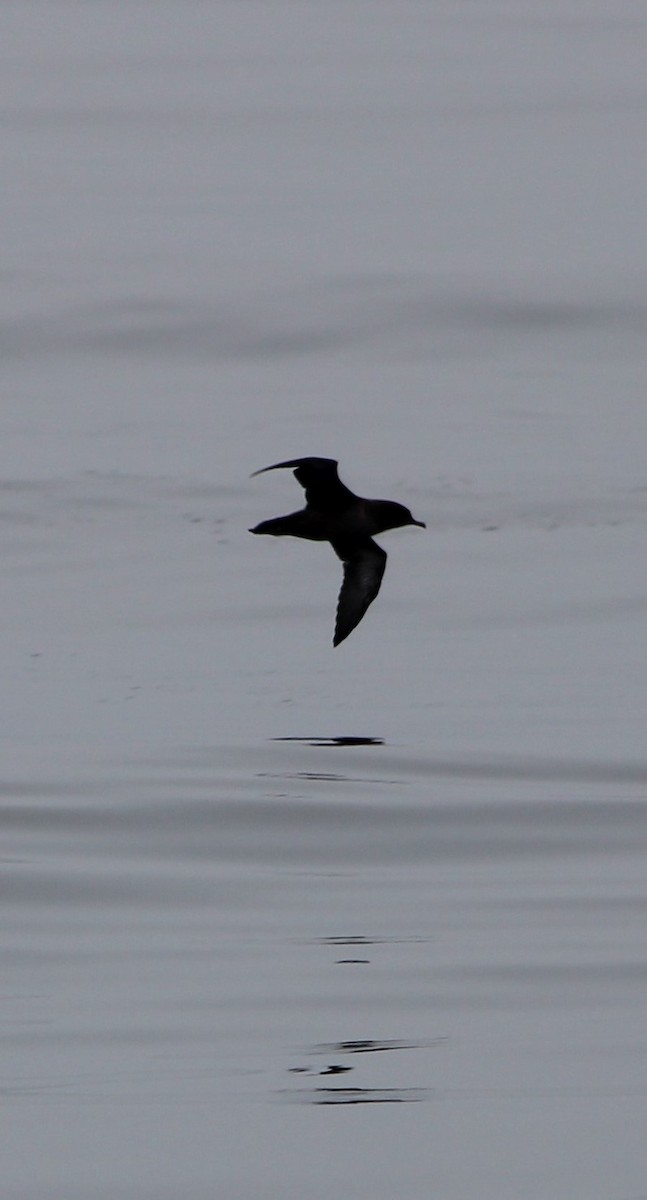 Sooty Shearwater - ML362122171