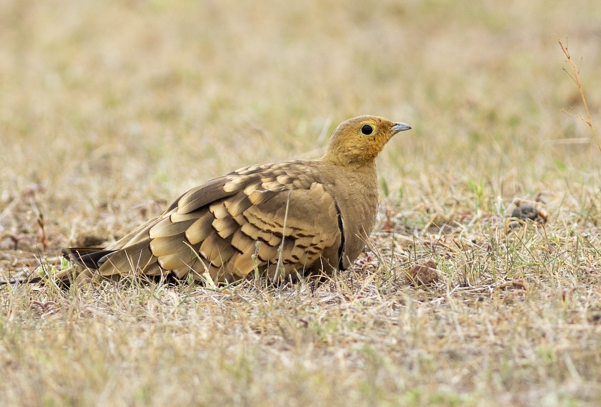 Chestnut-bellied Sandgrouse - ML362123211