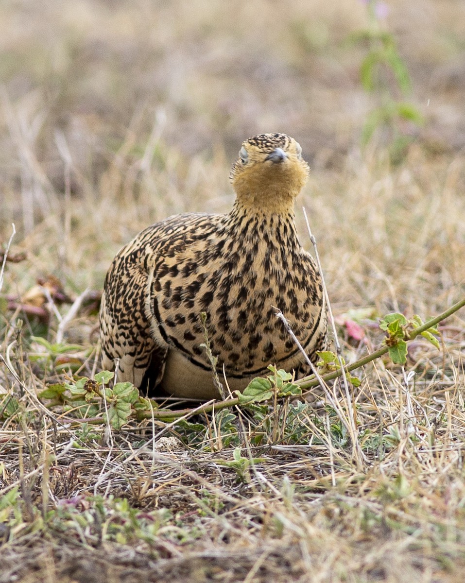 Chestnut-bellied Sandgrouse - ML362123231