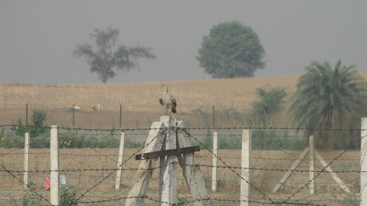 Gray Francolin - ML36212431