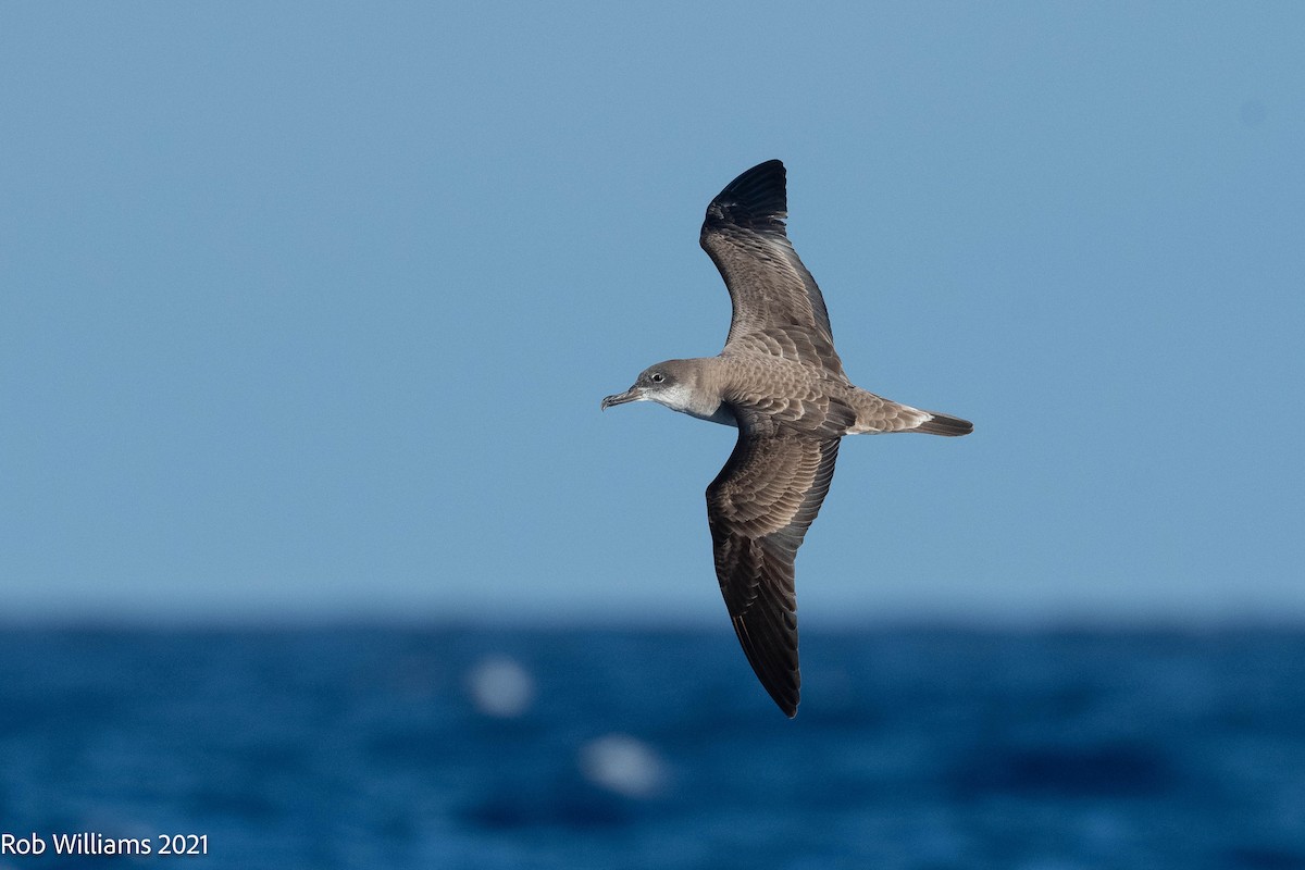 Cape Verde Shearwater - Rob Williams