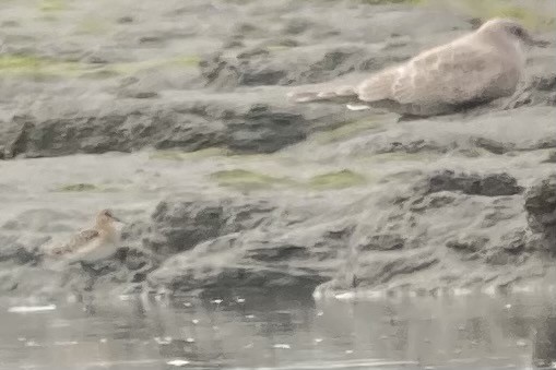 Baird's Sandpiper - ML362126811