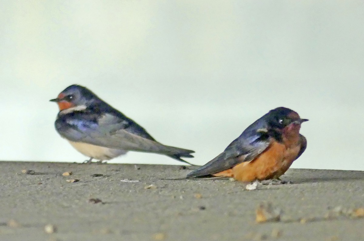 Barn Swallow - Jim Goehring