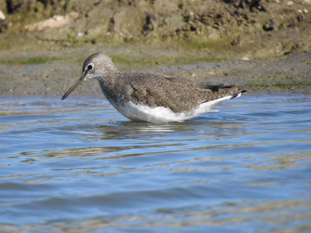 Green Sandpiper - Jorge Fernández