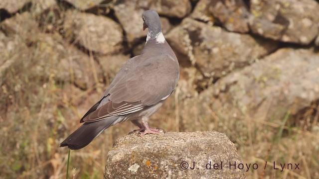 Common Wood-Pigeon - ML362129951