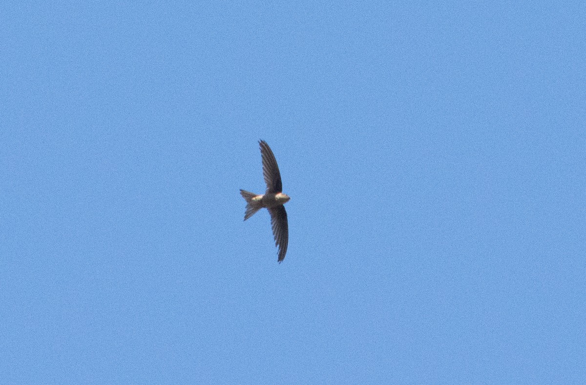 Asian Palm Swift - ML362133121