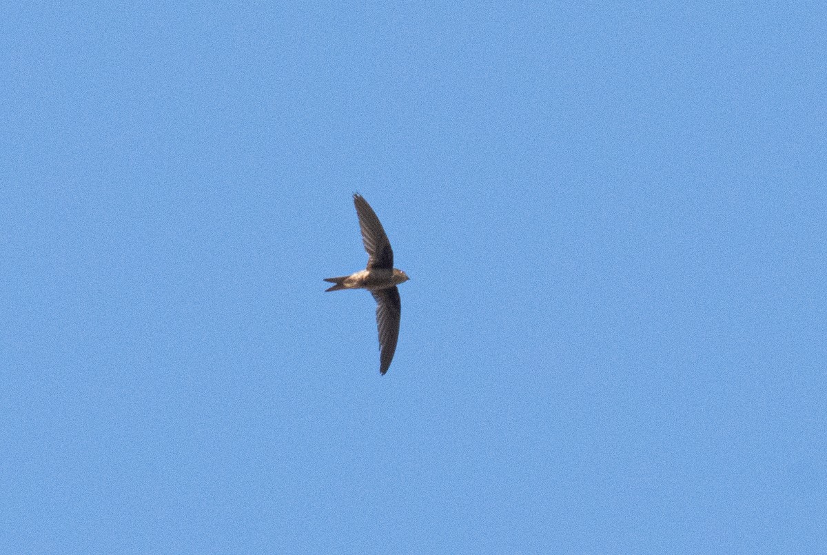 Asian Palm Swift - ML362133131