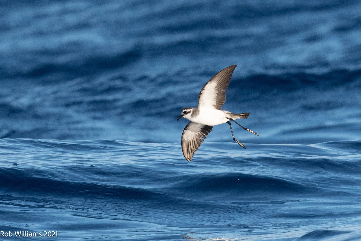 White-faced Storm-Petrel - ML362133461