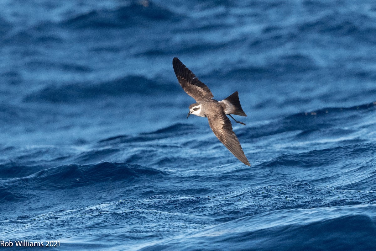 White-faced Storm-Petrel - ML362133501