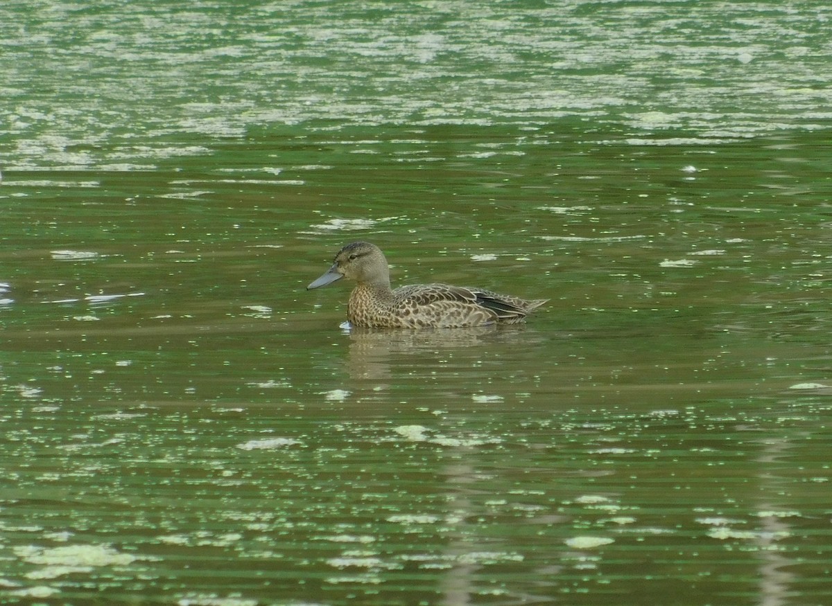 Blue-winged Teal - Brian Johnstone