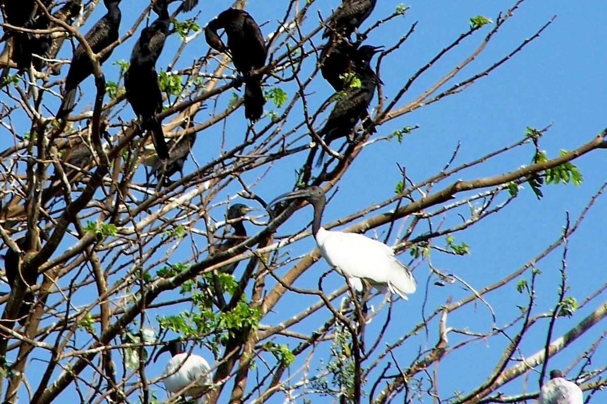 Black-headed Ibis - ML362134801