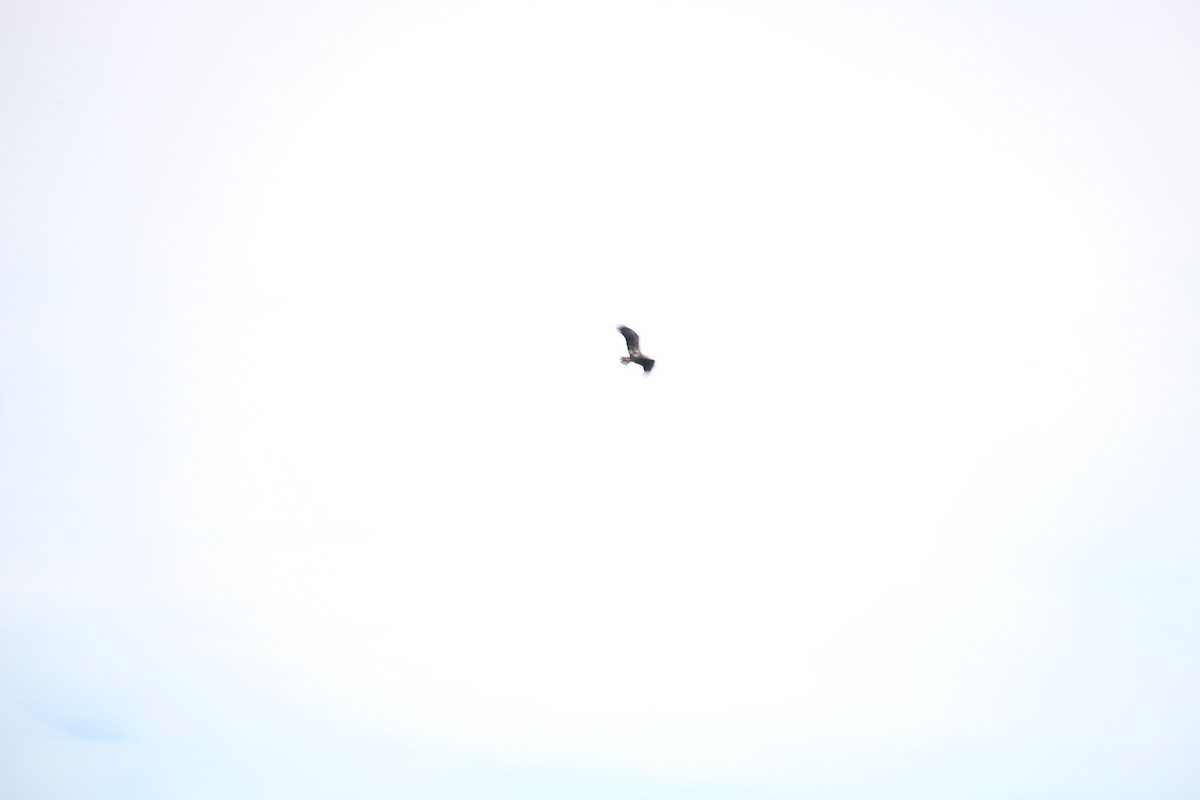 Белоголовый орлан - ML362135111