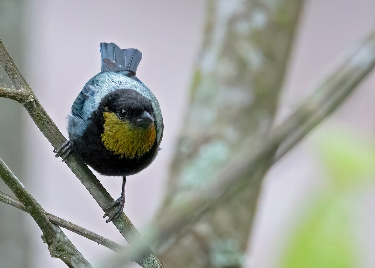 Silvery Tanager - Sue&Gary Milks