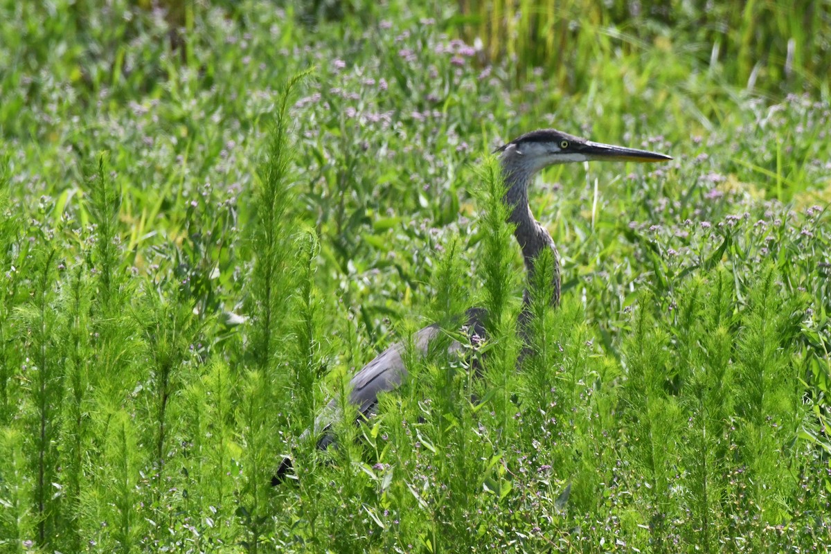 Great Blue Heron - ML362135541